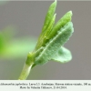athamanthia japhethica larva3